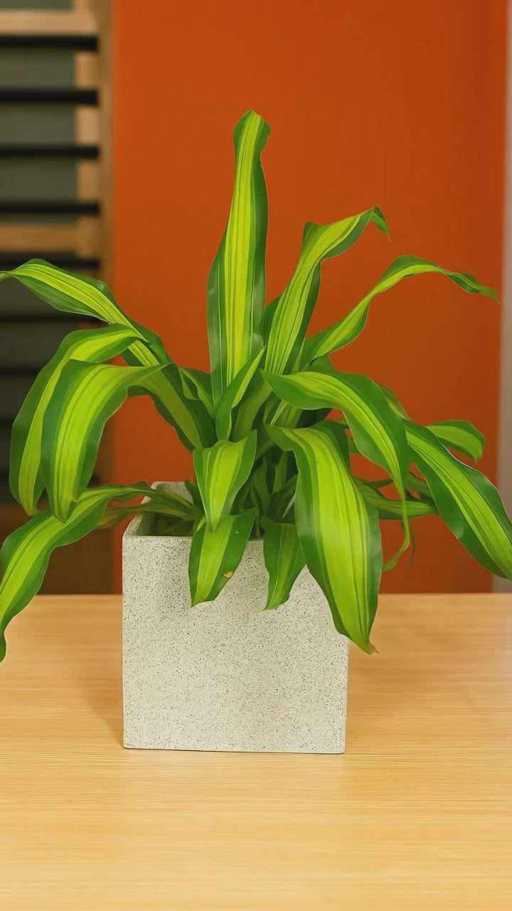 Hug A Plant |Dracaena Dara Singh Plant in Quebec Square Rotomolded Plastic  Planter | Indoor Air-Purifying Plant for Home & Office Decor