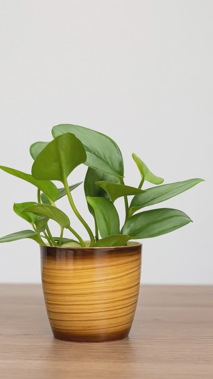 Hug A Plant | Scindapsus Moonlight in Ronda 1412 Ceramic-Finish Round Plastic Pot – Elegant Indoor Foliage Plant