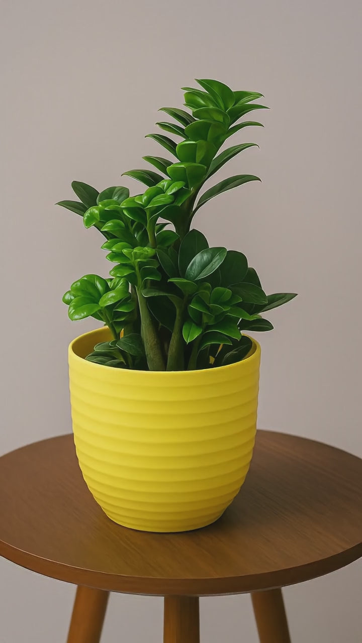 Hug A Plant | ZZ Miniature /Dwarf ZZ Plant in Vibrant Yellow Round Plastic Pot  Pot – Stylish & Low-Maintenance Indoor Plant
