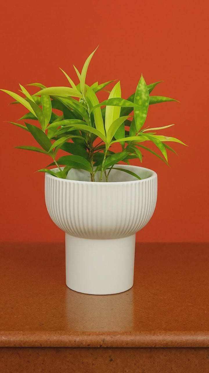 Hug A Plant | Compact Lucky Bamboo in Premium Textured Ceramic Pot (Indoor Tabletop Decor)