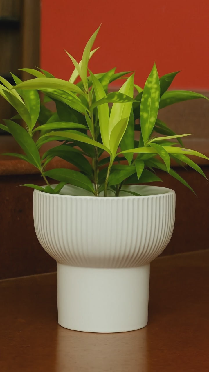 Milky Bamboo in Cute Ceramic Pot – Indoor Air Purifying Lucky Plant for Home & Office Décor
