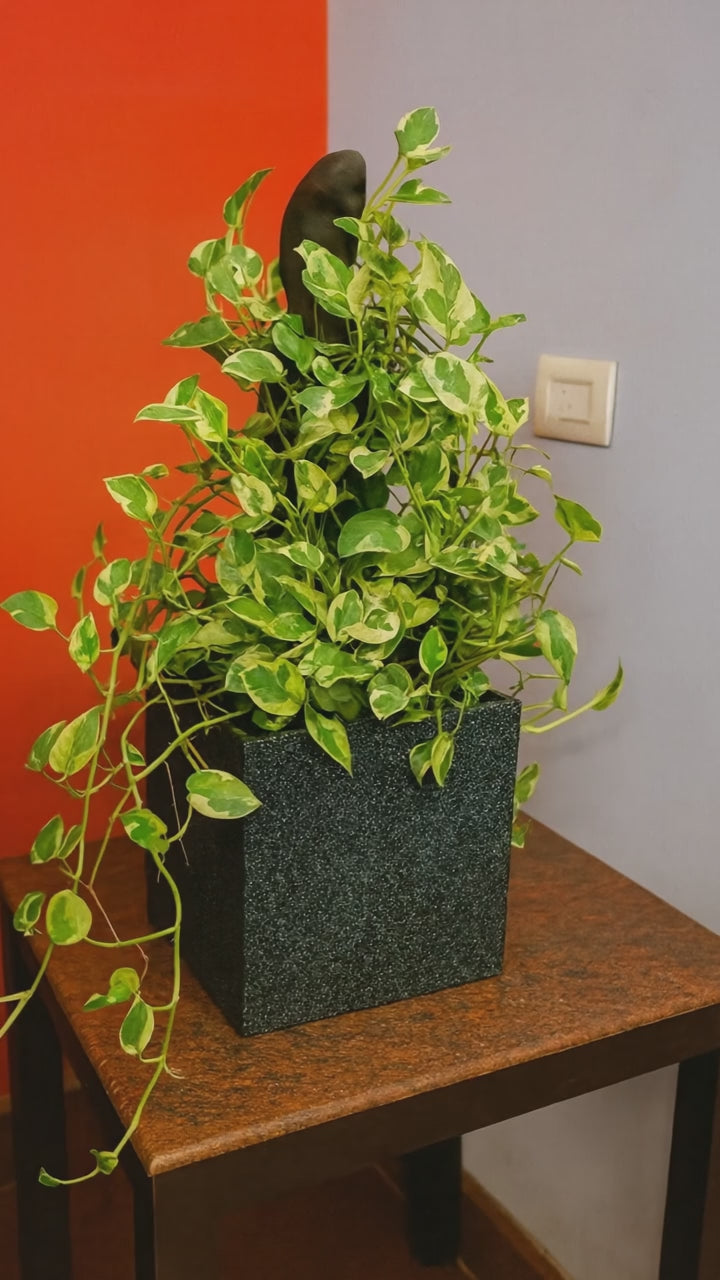Hug A Plant  | Enjoy Pothos in Quebec Square Rotomolded Plastic Pot – Low Maintenance Indoor Plant for Home & Office Decor