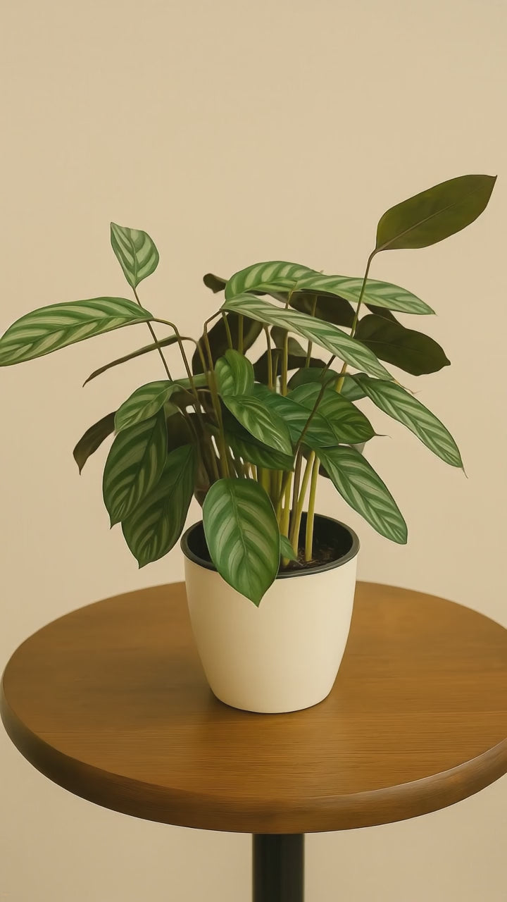 Hug A Plant | Calathea Compact Star Live Plant in Ronda 1110 Round Plastic Pot | Air Purifying Indoor Plant for Home & Office Decor