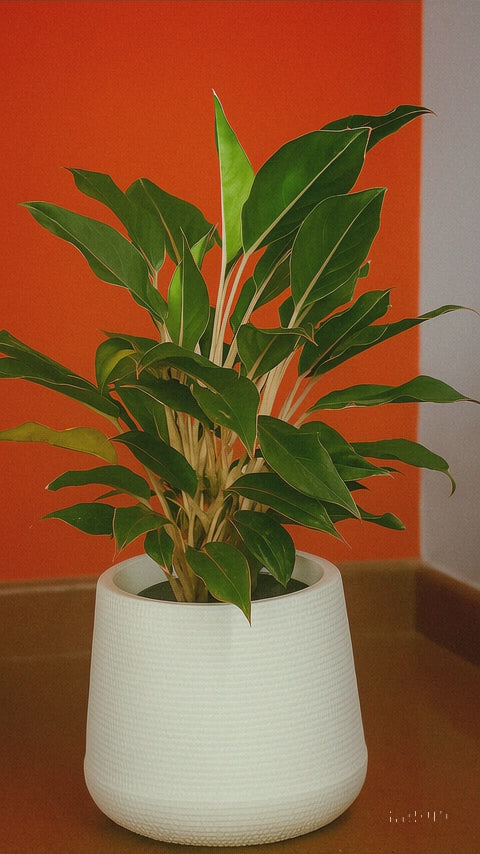 Hug A Plant | Aglaonema  Sapphire Pink in Mudkuda Round Plastic Pot – Elegant Indoor Plant for Home & Office Décor