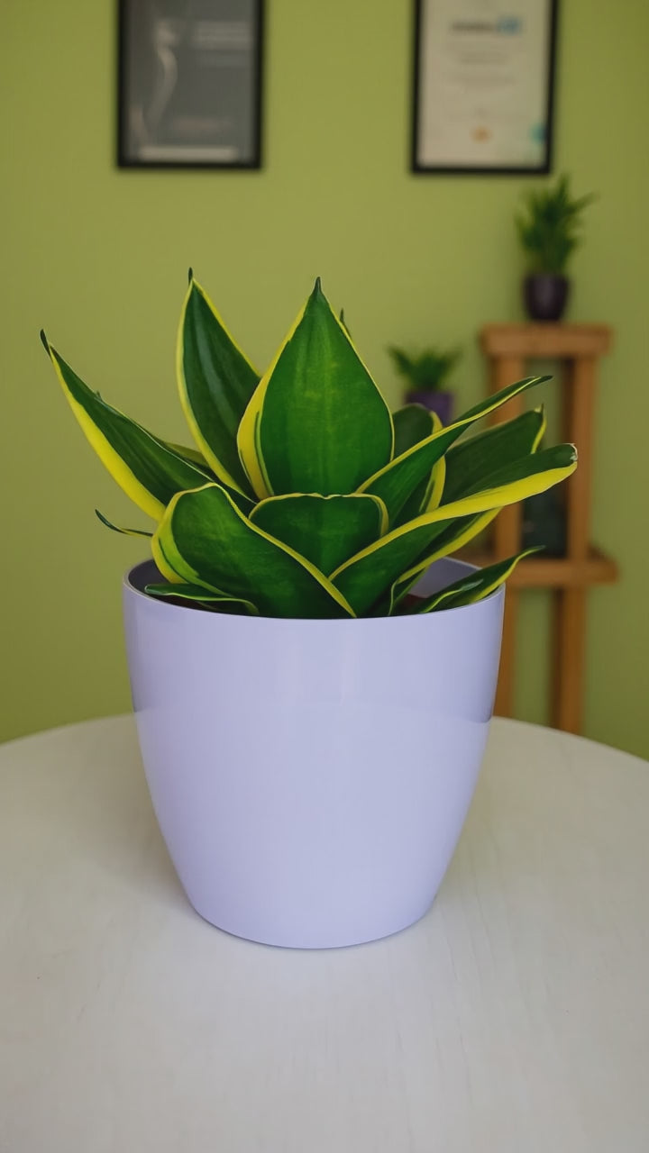 Hug A Plant | Sansevieria Stars and Stripes in Valencia 14cm Round Plastic Pot – Air Purifying Indoor Plant |