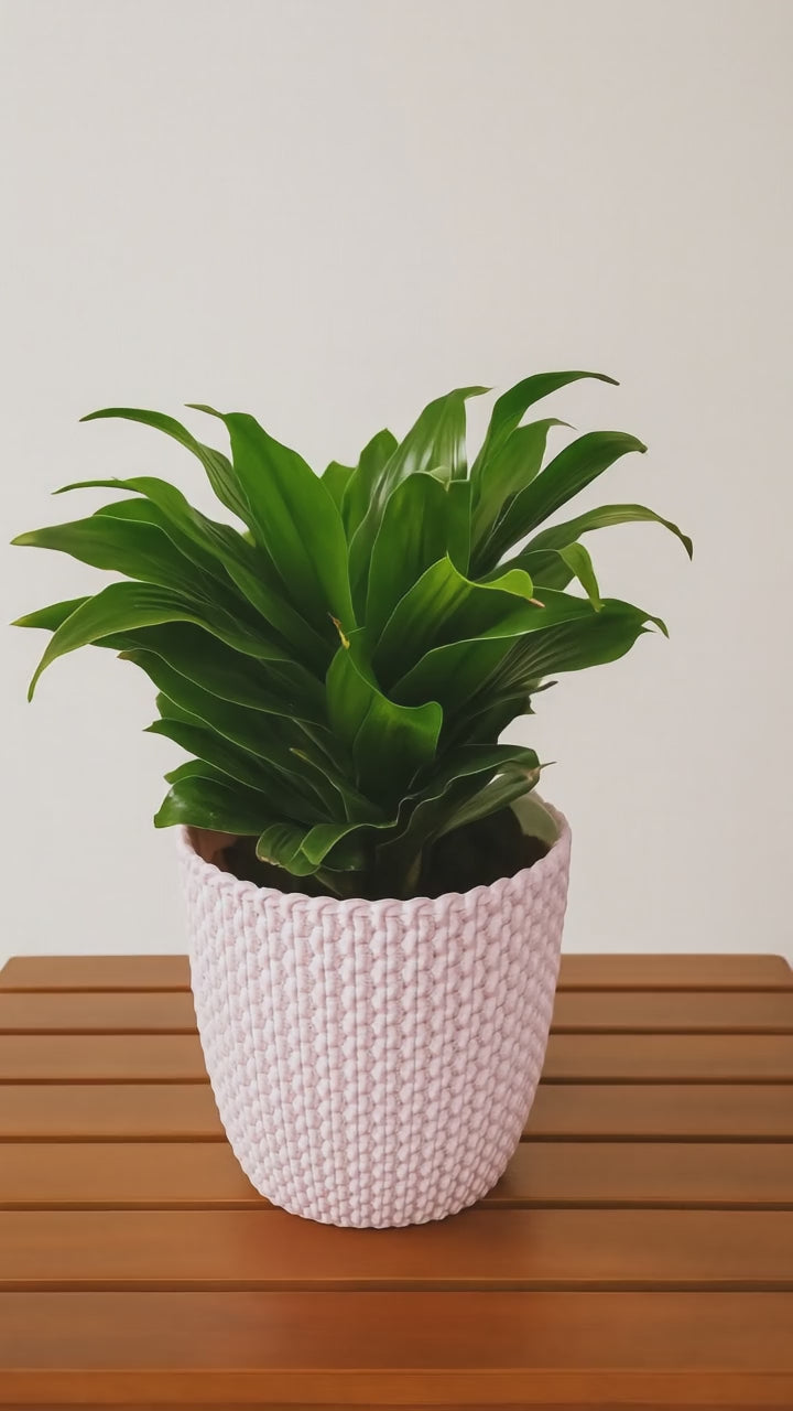 Hug A Plant | Dracaena Compacta in Capri 14cm Round Plastic Pot | Indoor Decorative Plant | Air Purifier for Home & Office