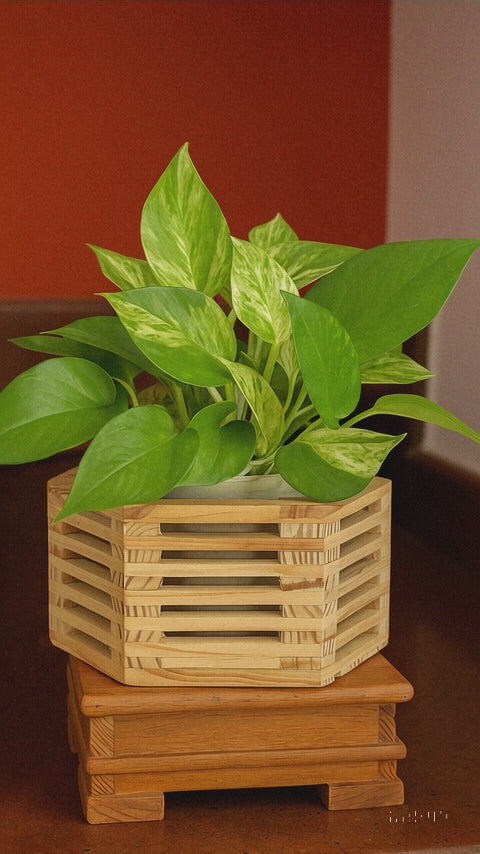 Hug A Plant | Marble Money Plant in Pentagonal Shaped Natural Wooden Pot for Live Plant – Indoor Air Purifying Plant for Home & Office Décor