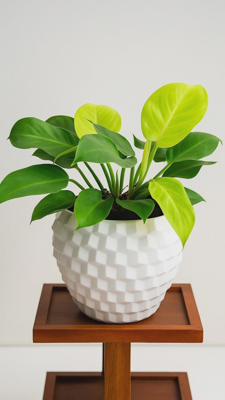 Hug A Plant | Philodendron | Moonshine Plant in Pixel Pot | Round Pot With inner For Tabletop | Office | Indoor Garden | Home& Garden