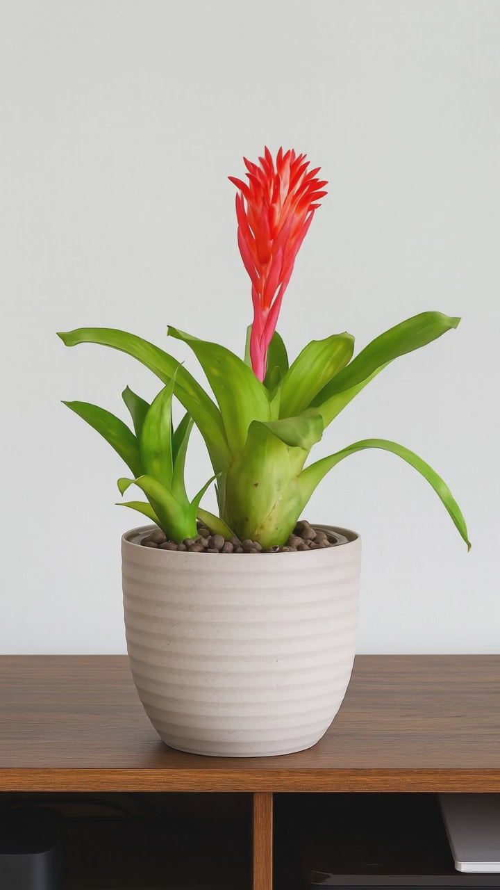 Hug A Plant | Bromeliad  Plant with Verona Eco 22cm Round  Pot  – Exotic Flowering Indoor Plant for Home & Office Décor