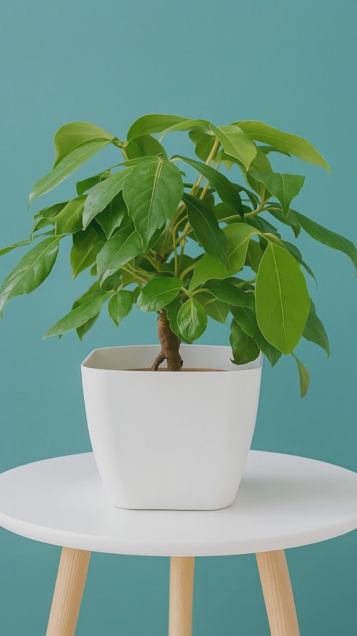 Hug A Plant | Golden Brassia Plant in Siena 25 Designer Plastic Pot – Lush Indoor Foliage