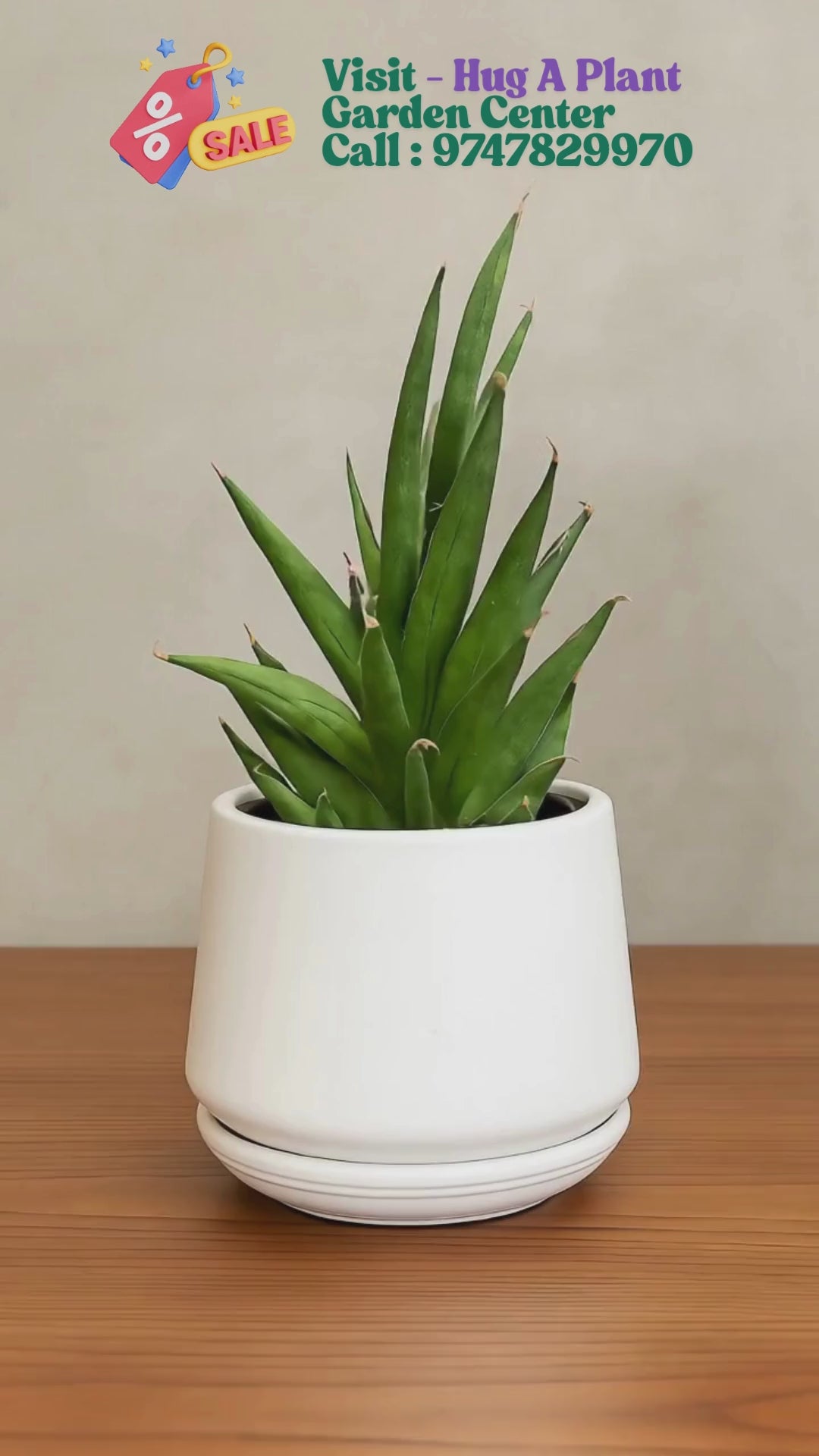 Mickado Plant in Premium Ceramic Pot – Indoor Decorative Plant for Home & Office