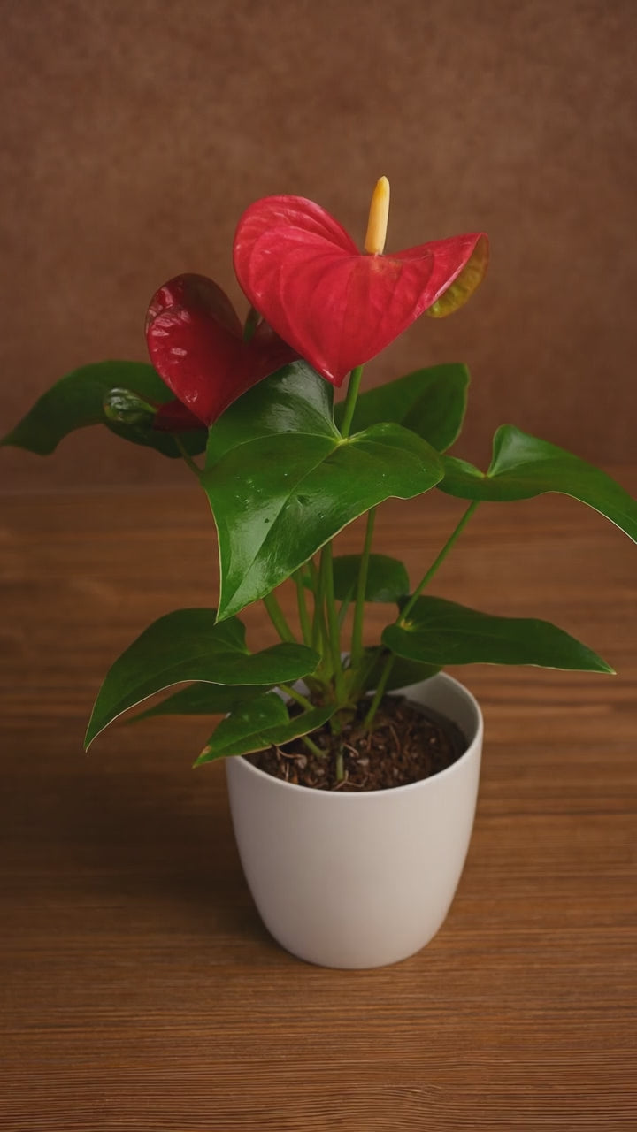 Hug A Plant | Anthurium Red – Live Flowering Indoor Plant in White Pot (Home & Office Décor)