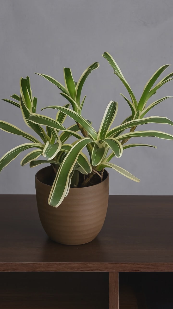 Hug A Plant | Bromeliad 'Donger' – Exotic Indoor Flowering Plant in Verona Eco 14 Pot