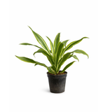 Dracaena Lemon Live Plant (Home & Garden)