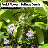 Karimkurinji Plant (Strobilanthes ciliatus) | Rare Flowering & Medicinal Live Plant | Ideal for Home & Gardens