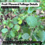 Orila Plant (Desmodium gangeticum) | Ayurvedic Medicinal Live Plant | Traditional Herbal Live Plant for Home & Garden