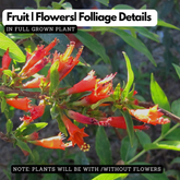 Thathiri (Woodfordia Fruiticosa) Live Plant (Home & Garden)