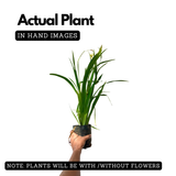 Iris Plant (Iris germanica / Iris spp.) Live Flowering Plant (Home & Garden)