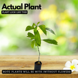 Karimkurinji Plant (Strobilanthes ciliatus) | Rare Flowering & Medicinal Live Plant | Ideal for Home & Gardens