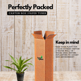 Dracaena Lemon Live Plant (Home & Garden)