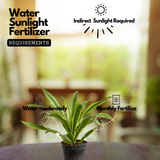 Dracaena Lemon Live Plant (Home & Garden)