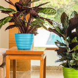 Phoenix Planter Round Plastic Pot for Home & Garden Decor