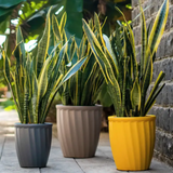 Kyiv Planter Round Plastic Pot for Home & Garden Decor