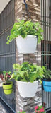 Tuka 25 Two Tier Hanging Plastic Pot (Withou Self-Watering Kit)
