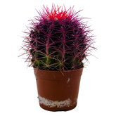 Ball Cactus Purple (echinocactus grusonii) - Live Plant (Home & Graden)