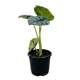 Alocasia Silver Dragon- Live Plant (Home & Garden)