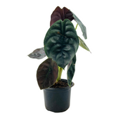Alocasia Red Secret- Live Plant (Home & Garden)