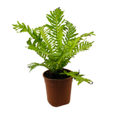 Tree Fern | Silver Lady (Blechnum Gibbum)- Live Plant in pot (Home & Garden)
