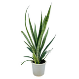 Sansevieria Silver Princess / Snake Plant (Sansevieria trifasciata)- Live Plant in 12cm Pot (Home & Garden)