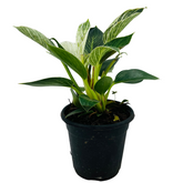 Philodendron Birkin / White Wave - Live Plant in 12cm Pot (Home & Graden)