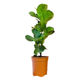 Ficus Lyrata | Fiddle Leaf Fig - Live Plant in 6inch Pot (Home & Garden)