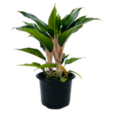Aglaonema Sapphire Pink- Live Plant (Home & Garden)