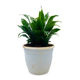 Dracaena Compacta - Live Plant in 12cm Pot (Home & Garden)