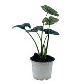 Alocasia Dragon Scale - Live Plant (Home & Garden)