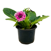 Gloxinia Plant (Any Color)- Live Flowering Plant in 10cm Pot (Home & Garden)