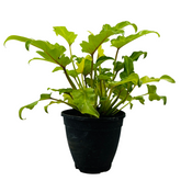 Philodendron Xanadu Golden (Thaumatophyllum xanadu)- Live Plant (Home & Garden)
