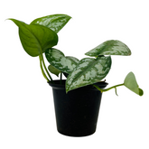 Silver Pictus / Silver Satin Pothos - Live Plant (Home & Garden)