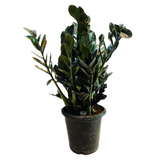 Zamioculcas Raven / Black ZZ Plant (Big) (Zamioculcas zamiifolia) - Live Plant in 8inch Pot For Indoor (Home & Garden)