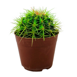Ball Cactus Green (echinocactus grusonii) - Live Plant (Home & Graden)