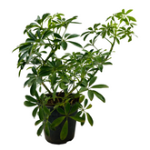 Schefflera- Live Plant (Home & Garden)