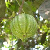 Malabar Tamarind / Kudampuli (Grafted) (Garcinia cambogia) Fruit Live Plant (Home & Garden)