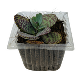 Kalanchoe Humilis- Live Succulent Plant (Home & Garden)