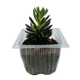 Sinocrassula Yunnanensis | Chinese Jade Succulent - Live Plant (Home & Garden)