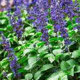 Blue Salvia (Salvia azurea) Flowering/Ornamental Live Plant (Home & Garden)