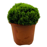 Bonsai Murraya| Dwarf Maramulla | Table kamini (Murraya Paniculata) - Flowering/Ornamental Live Plant (Home & Garden)