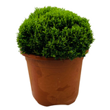 Bonsai Murraya| Dwarf Maramulla | Table kamini (Murraya Paniculata) - Flowering/Ornamental Live Plant (Home & Garden)